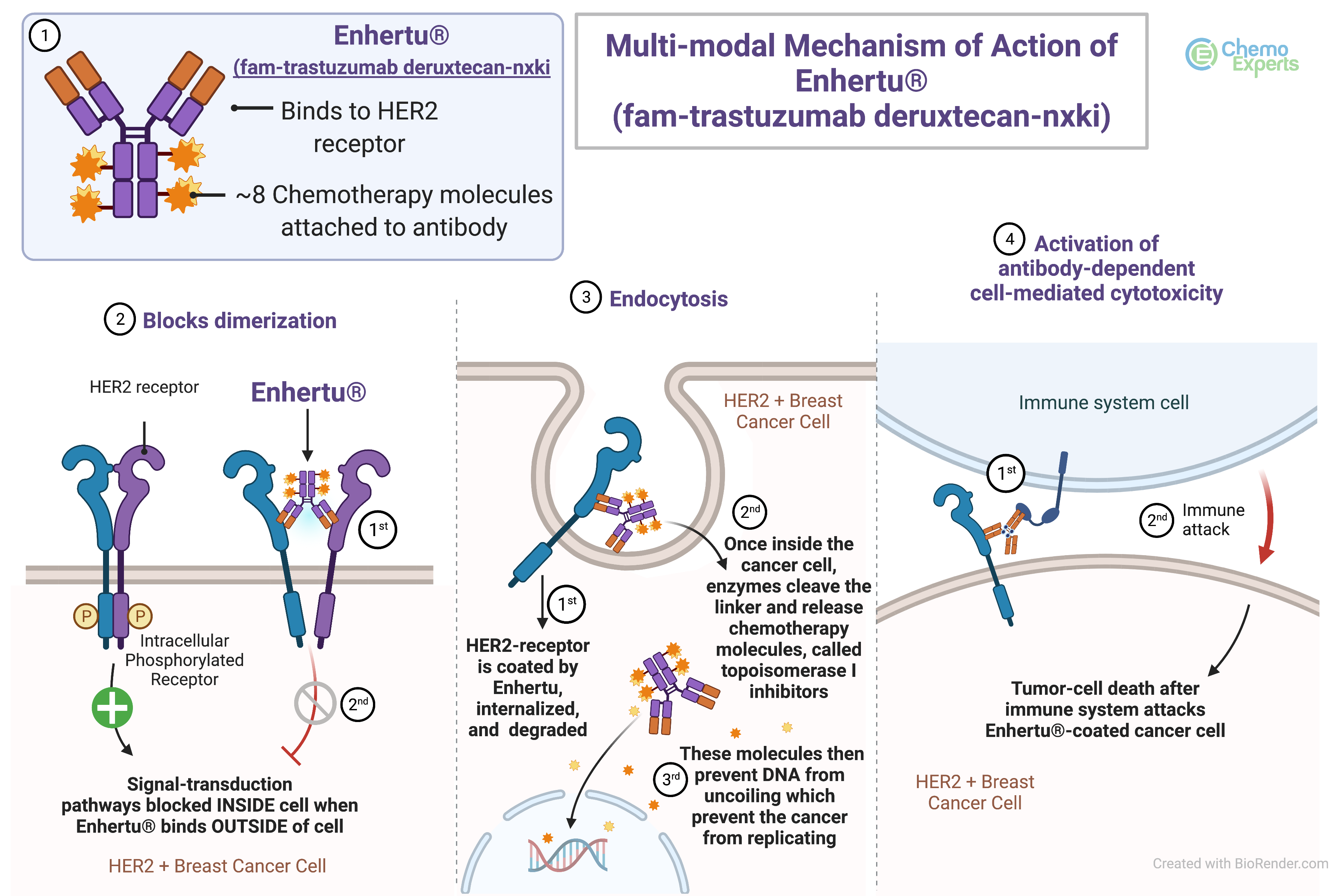 4 mechanisms of action of Enhertu